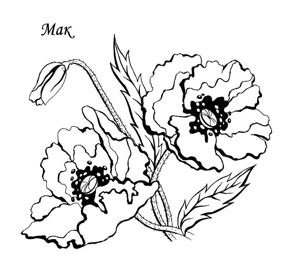 Coloring Mac. Category flowers. Tags:  Flowers.