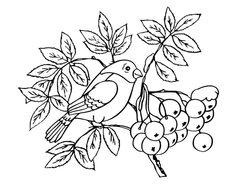 Coloring Bird on a branch of Rowan. Category birds. Tags:  Birds.