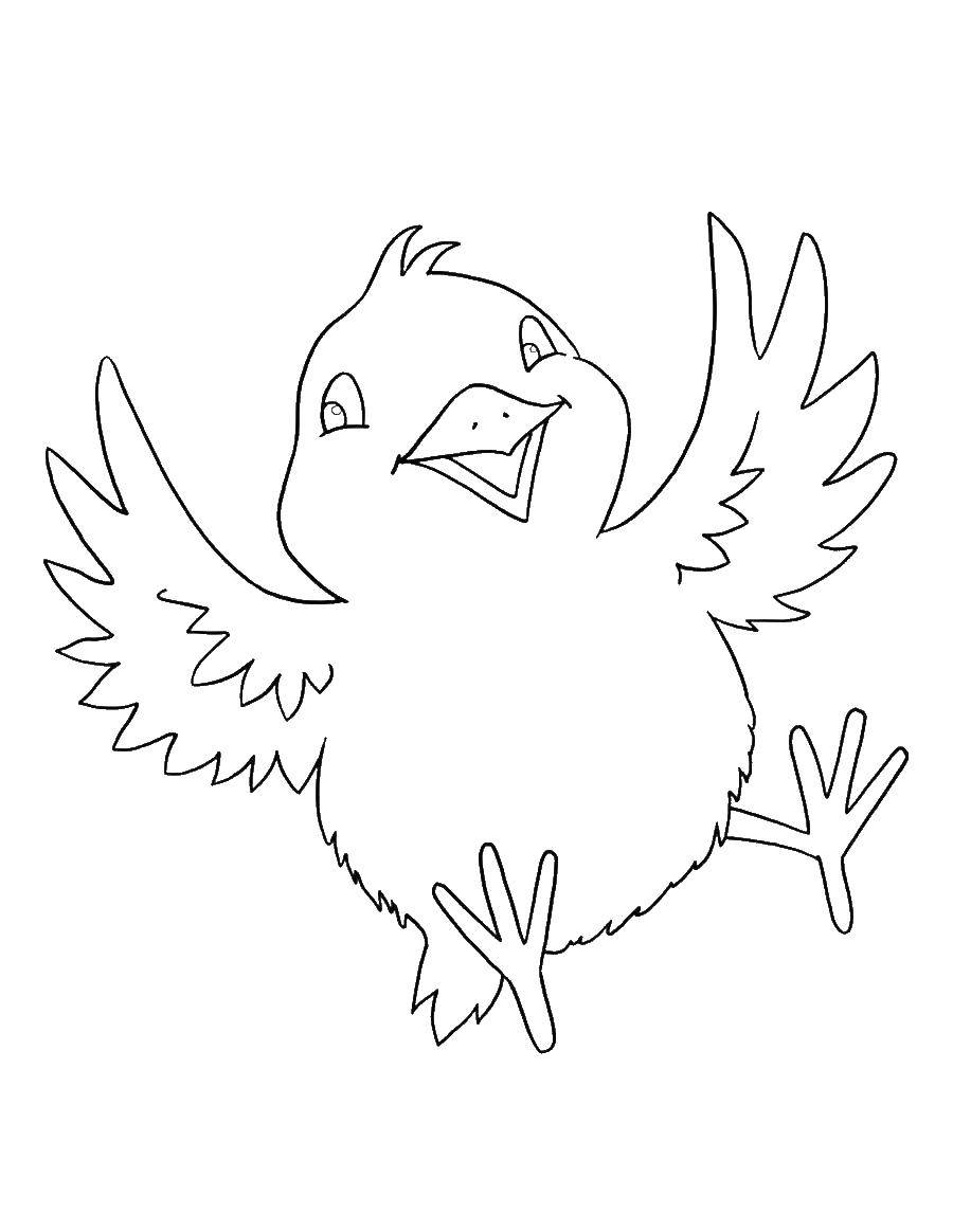Название: Раскраска Радостный цыпленок. Категория: птицы. Теги: цыпленок, птицы.