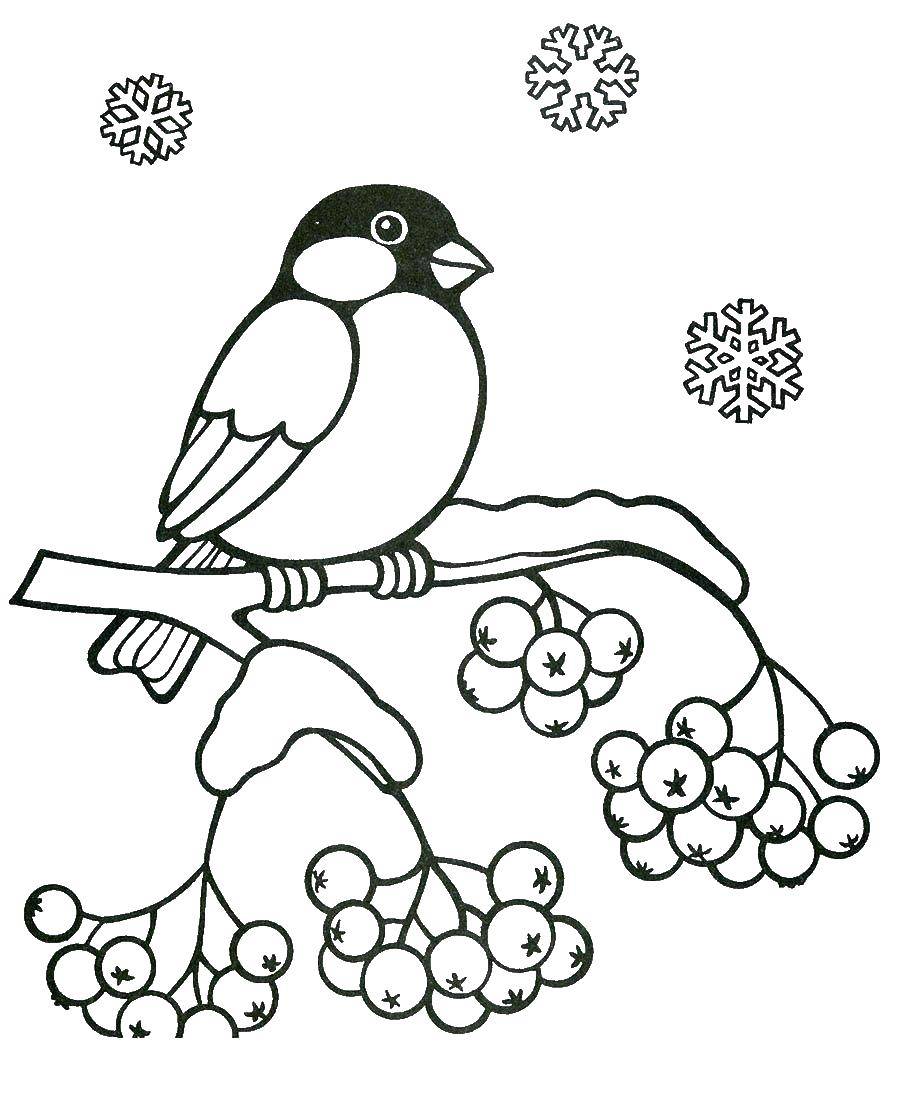 Название: Раскраска Снегирь. Категория: птицы. Теги: Снегирь, птица.