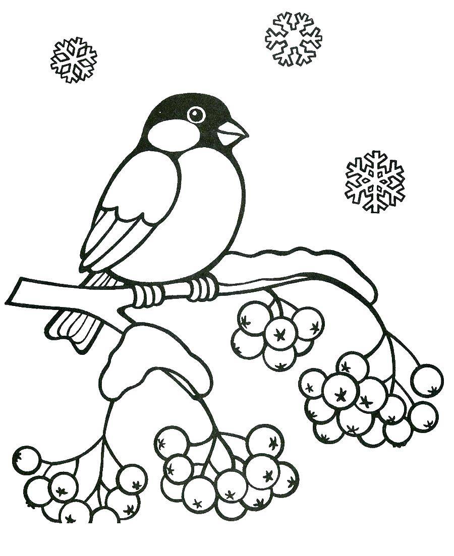 Coloring Bullfinch. Category birds. Tags:  Bullfinch, bird.