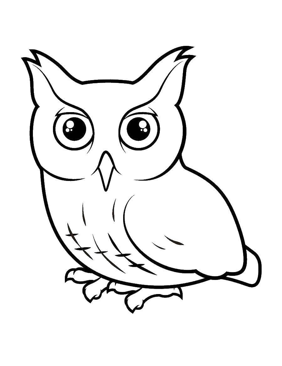 Coloring Sovushka. Category birds. Tags:  Birds, owl.