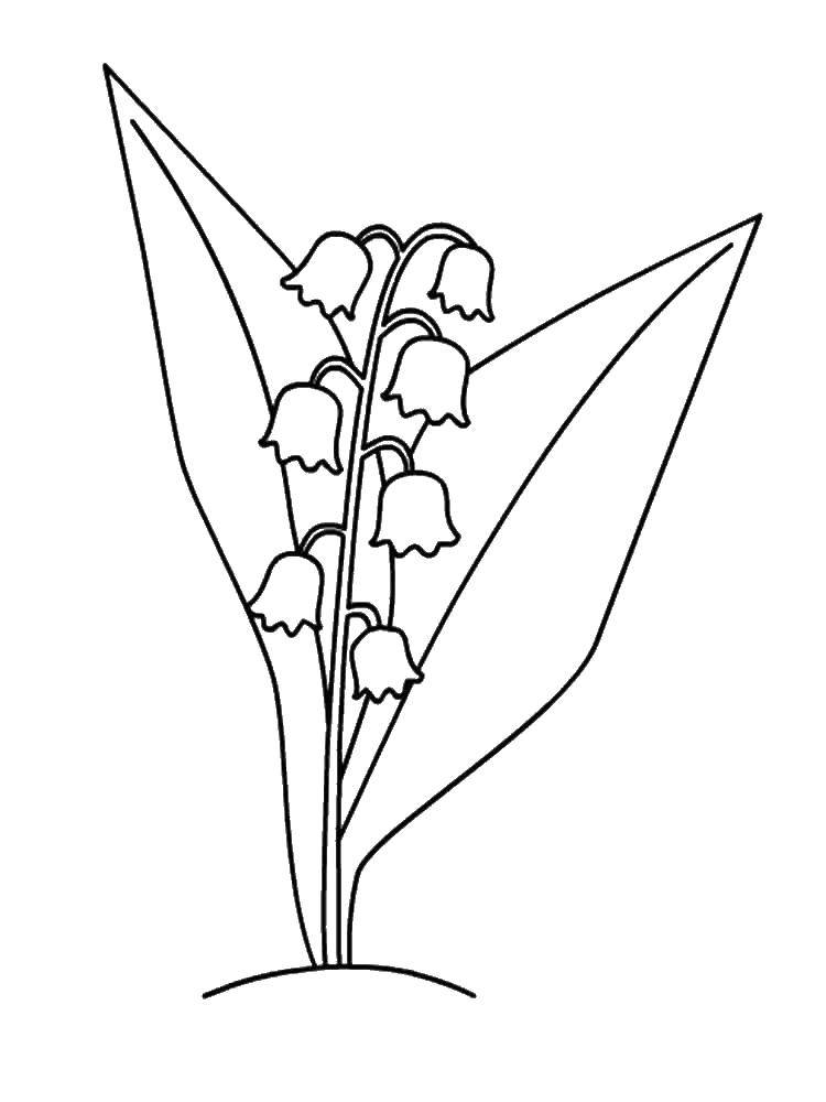 Coloring Flowers. Category Lily of the valley. Tags:  Flowers.