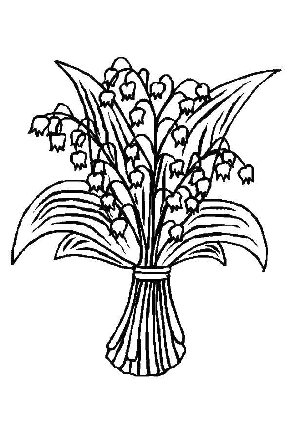 Coloring Tulip. Category flowers. Tags:  Tulip.