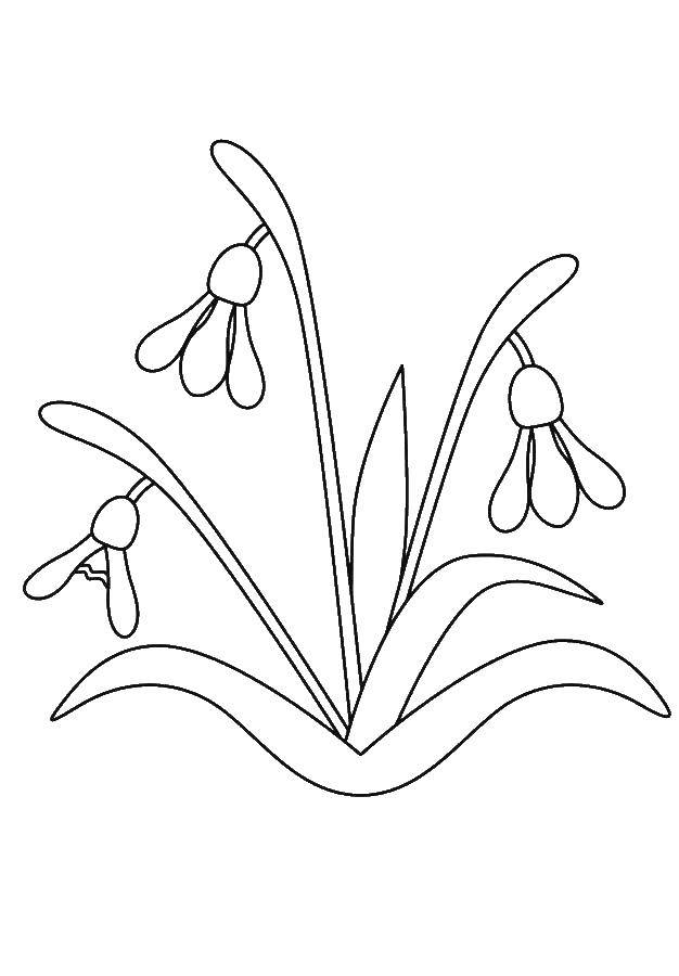 Coloring The closed flowers. Category snowdrop. Tags:  Flowers.