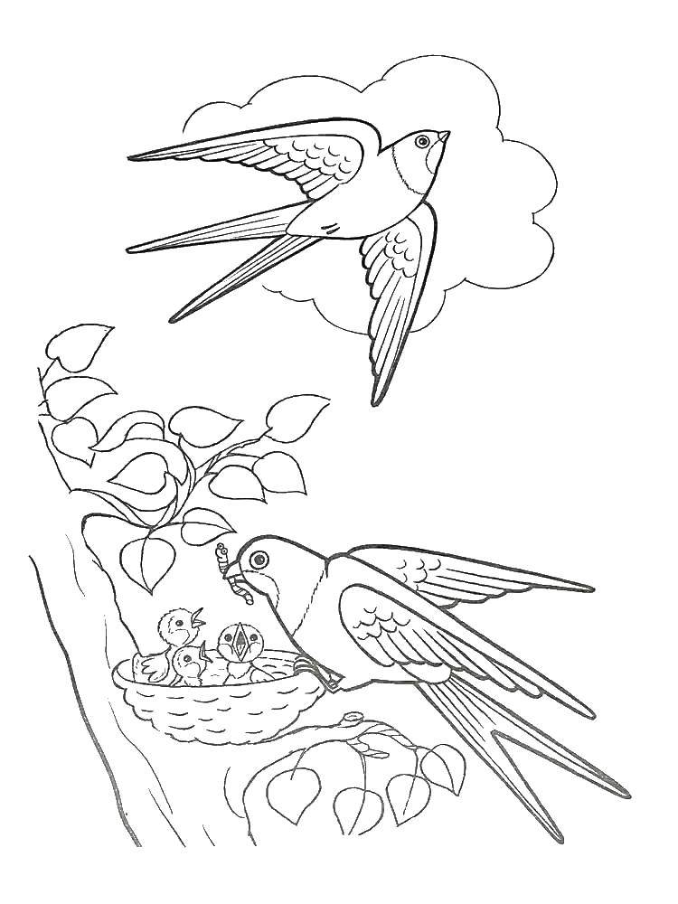 Название: Раскраска Ласточка кормит птенцов. Категория: ласточка. Теги: ласточки, птицы.