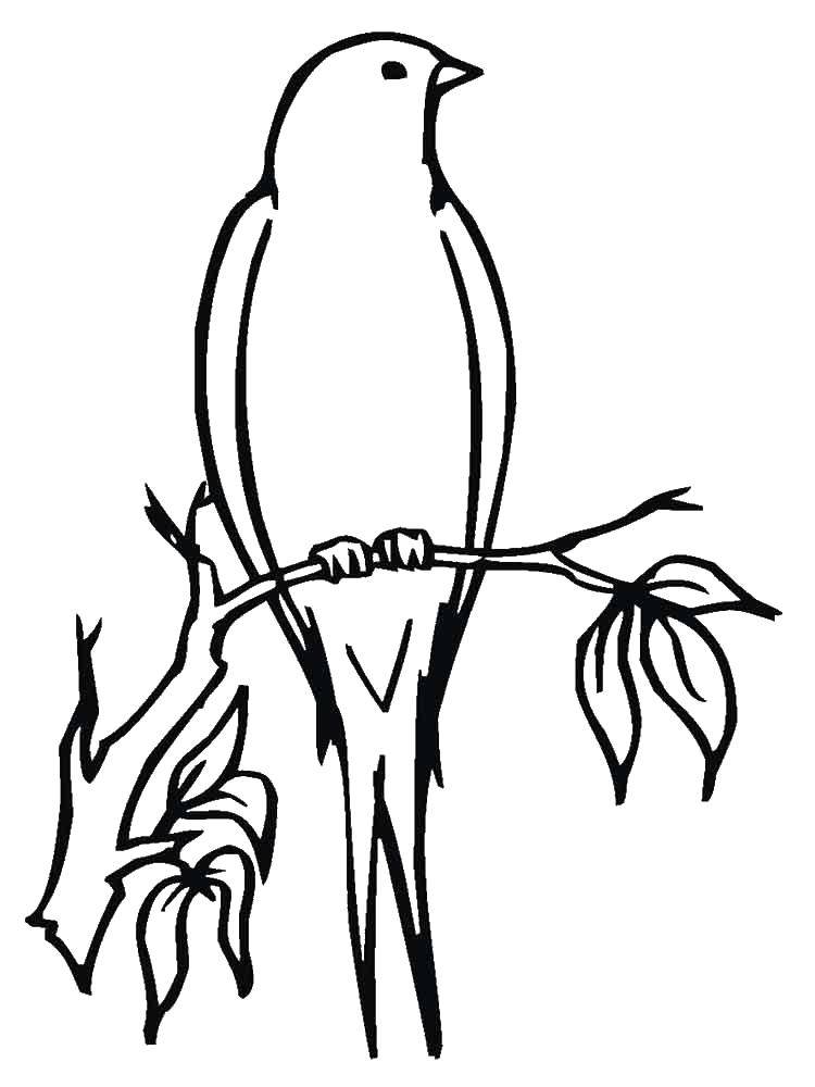 Название: Раскраска Ласточка на дереве. Категория: ласточка. Теги: ласточки, птицы.