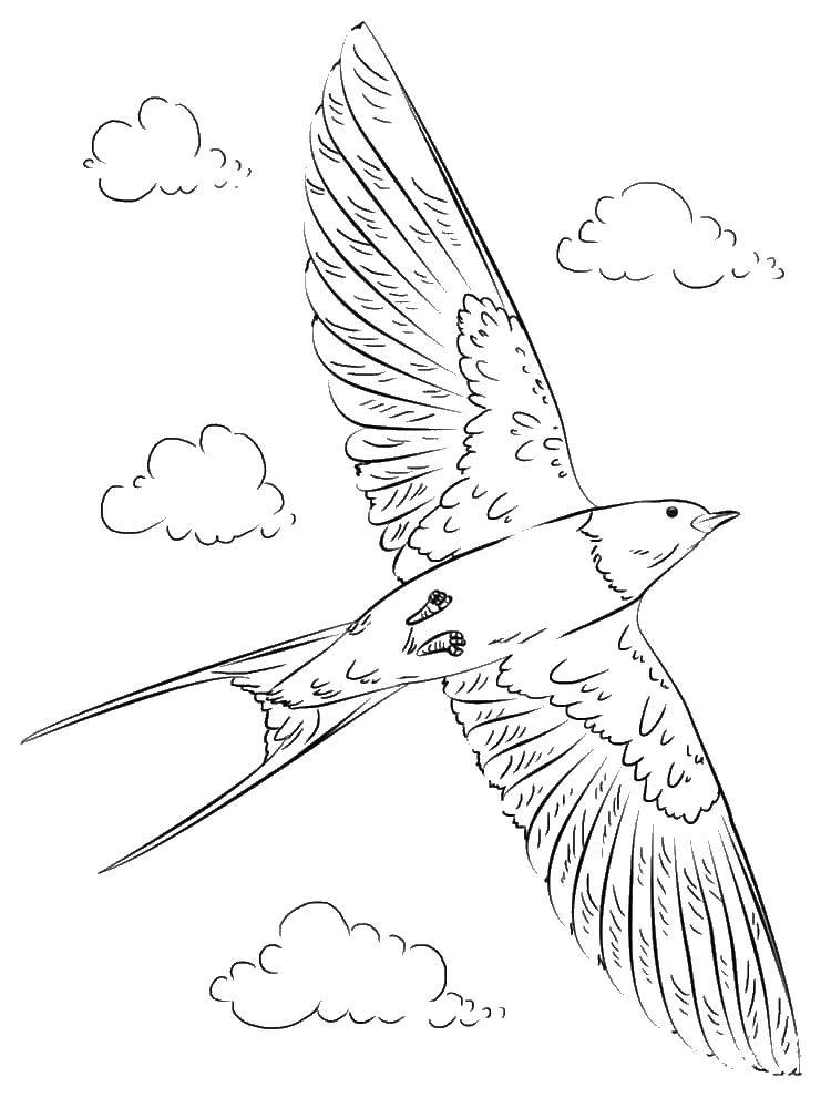 Coloring Swallow in flight. Category swallow . Tags:  swallows, birds.
