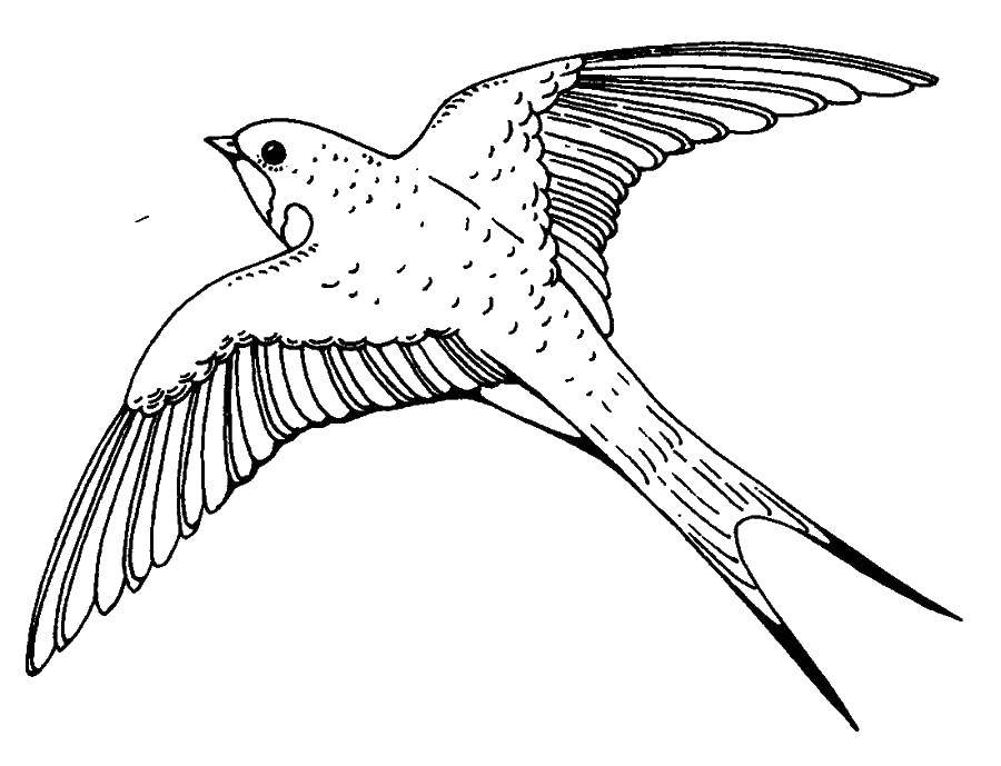 Coloring Swallow. Category swallow . Tags:  swallows.