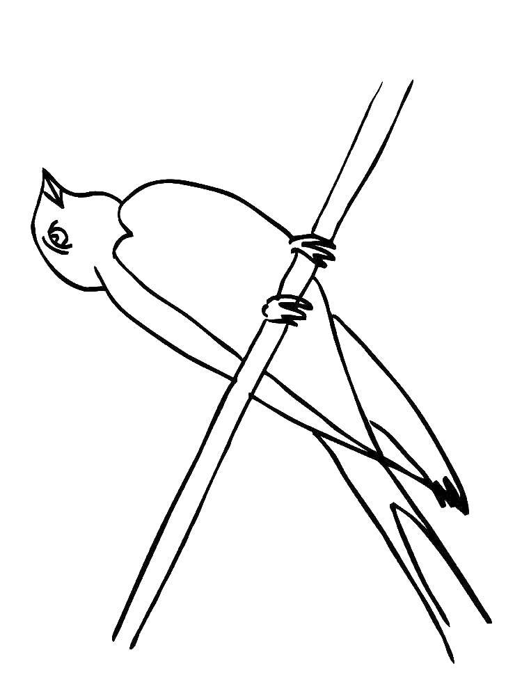 Coloring Swallow. Category birds. Tags:  swallow .