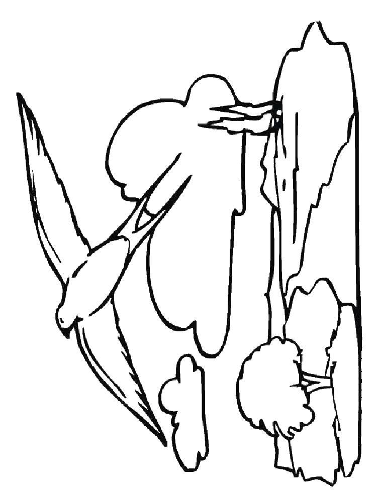 Coloring Swallow. Category swallow . Tags:  swallow .