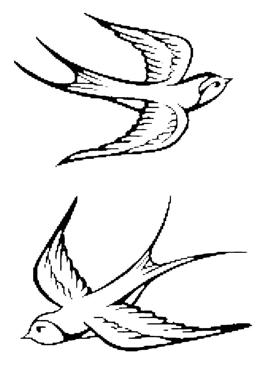 Coloring Swallows. Category swallow . Tags:  swallows.