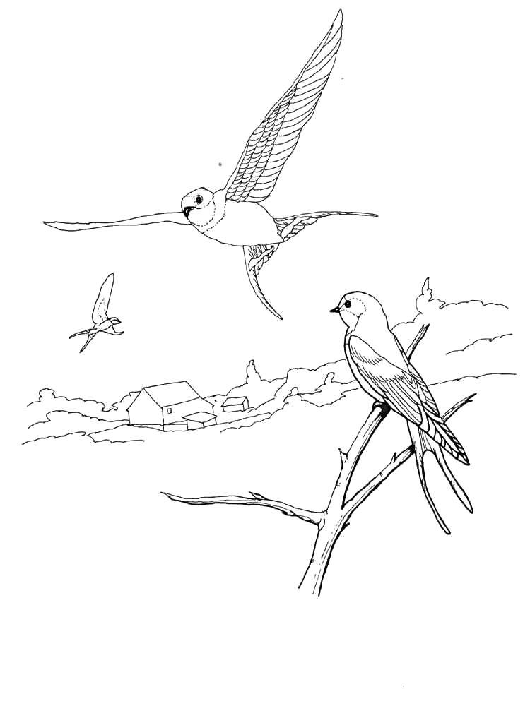 Coloring Swallows. Category swallow . Tags:  Birds, swallow.