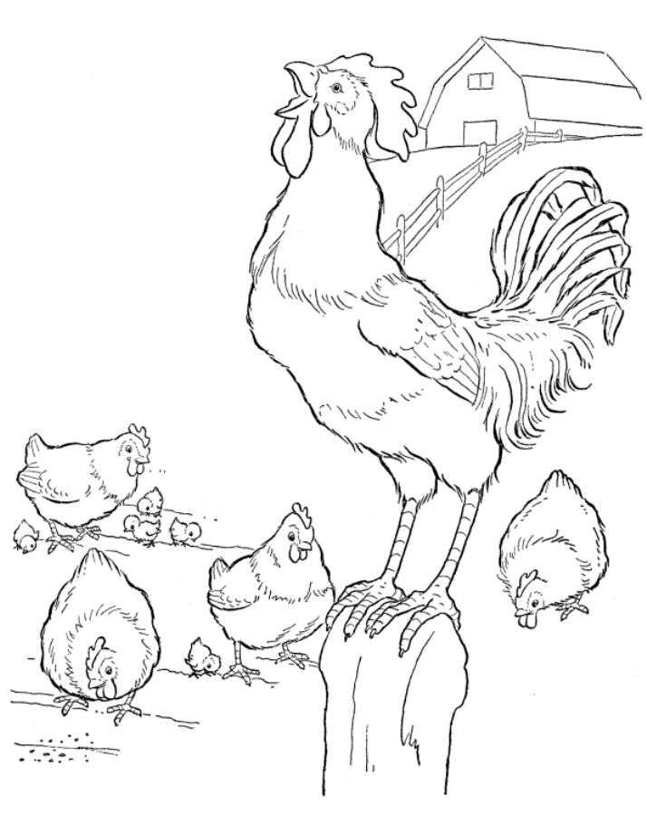 Название: Раскраска Петух с курицами и цыплятами на ферме. Категория: домашние животные. Теги: петух, цыплята, курицы, ферма.