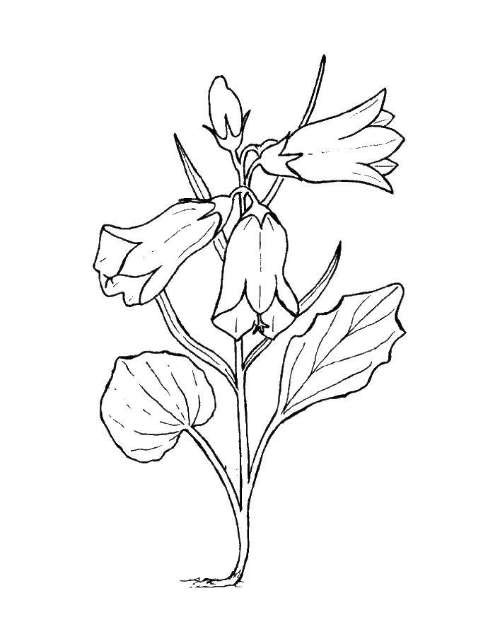 Coloring Bell. Category the bell. Tags:  plants, flowers, a bell.