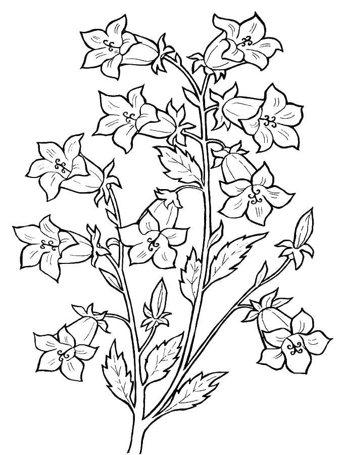 Coloring Flower bell. Category the bell. Tags:  plants, flowers, a bell.
