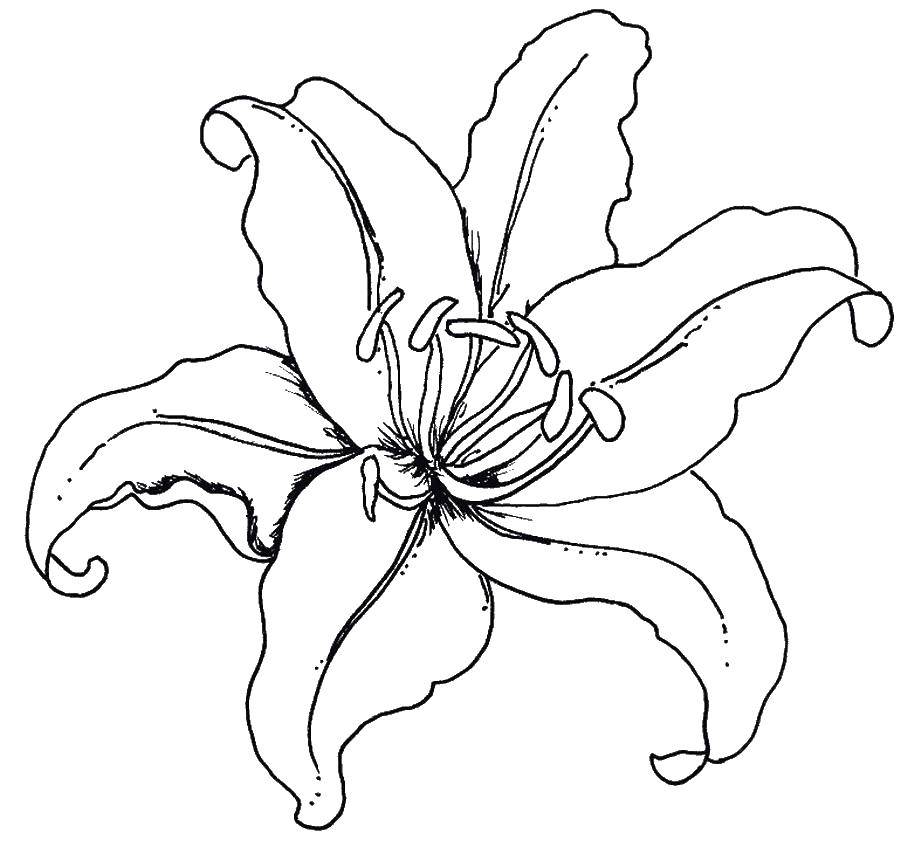 Coloring Alstromeria. Category flowers. Tags:  Alstroemeria.