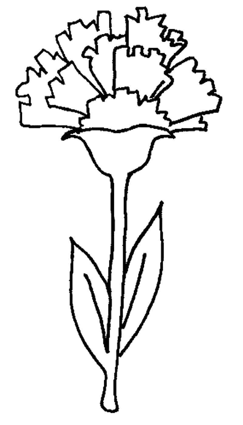 Название: Раскраска Гвоздика. Категория: цветы. Теги: гвоздика.