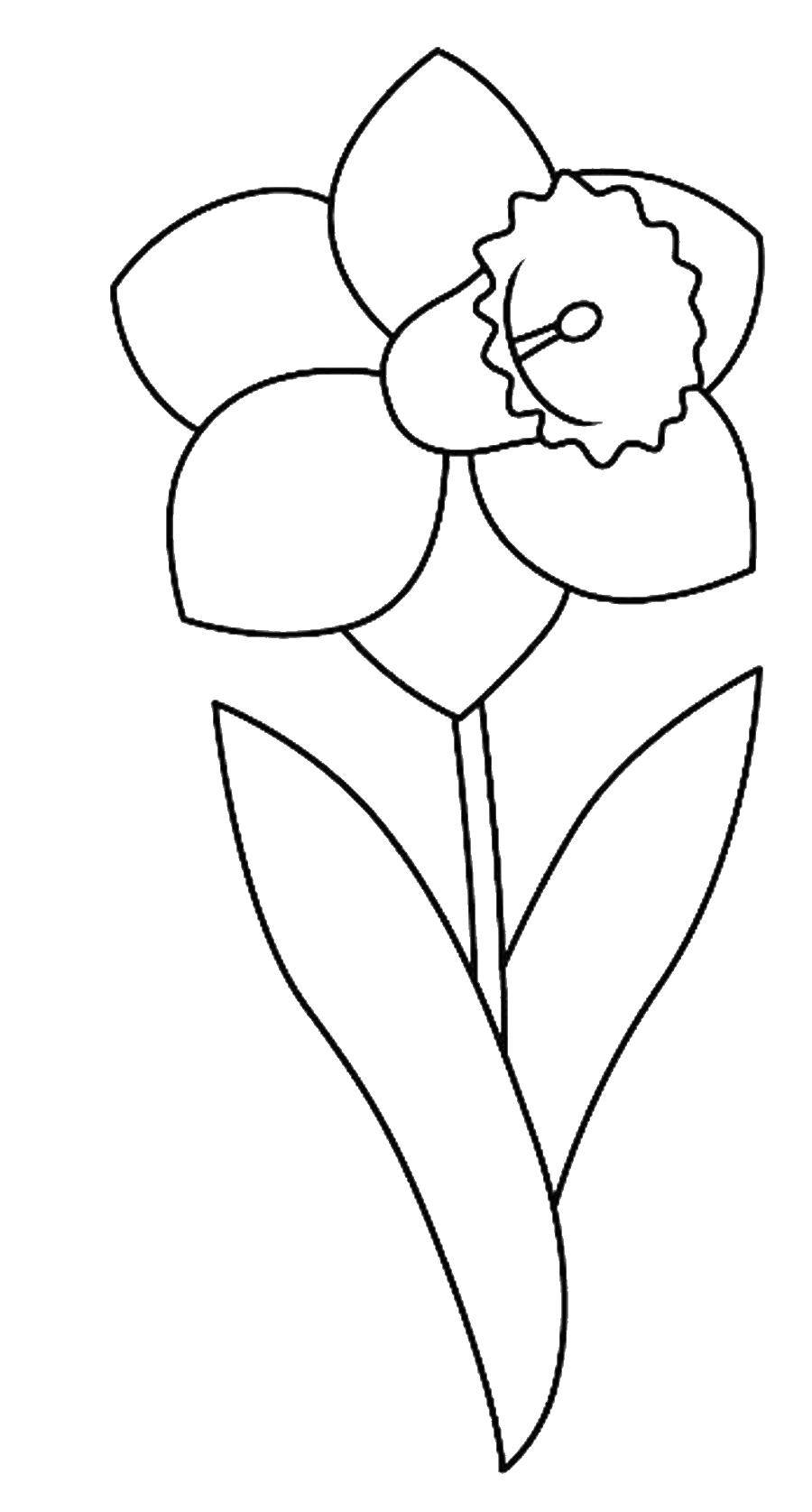 Название: Раскраска Хризантема. Категория: цветы. Теги: хризантема.