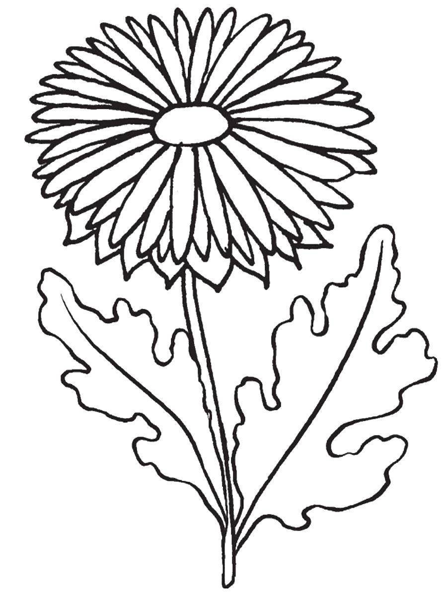 Coloring Chrysanthemum. Category flowers. Tags:  chrysanthemum.