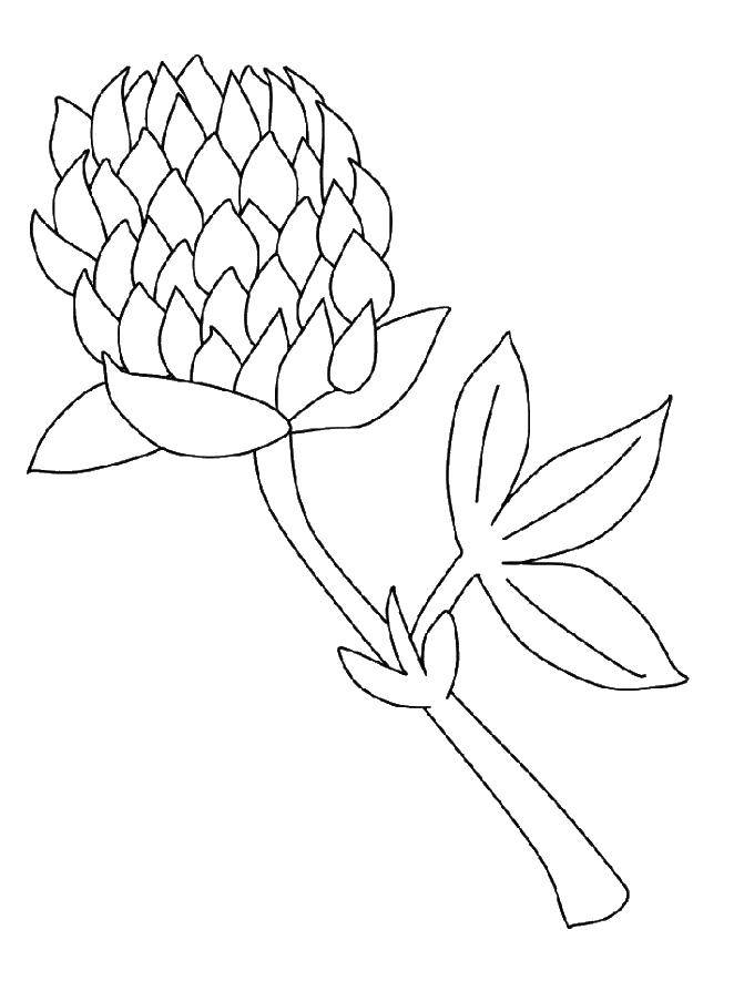 Coloring Clover. Category flowers. Tags:  Four leaf clover.