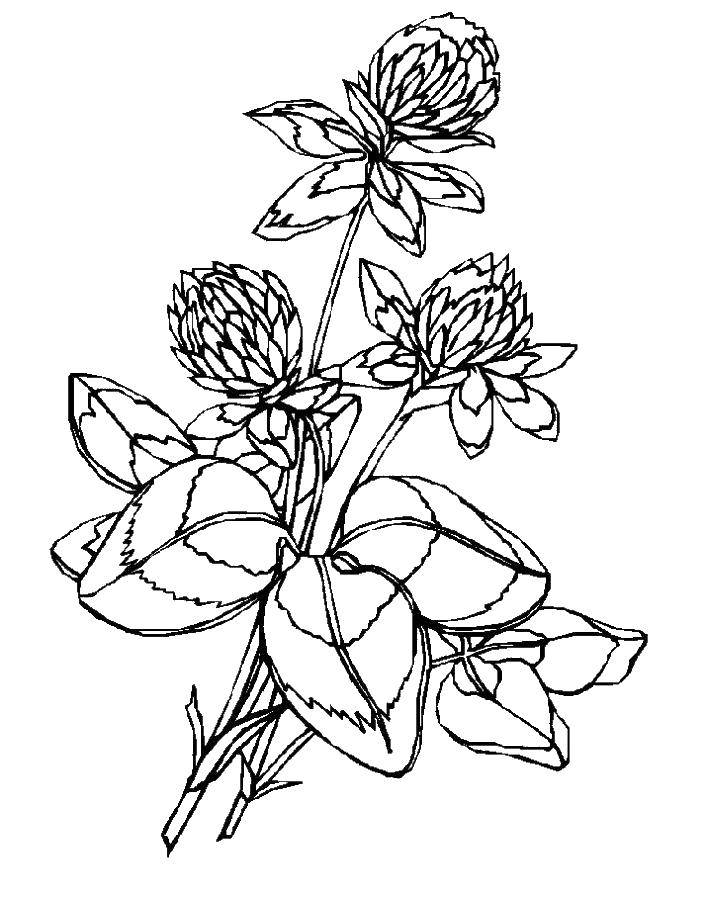 Coloring Clover. Category flowers. Tags:  four leaf clover.