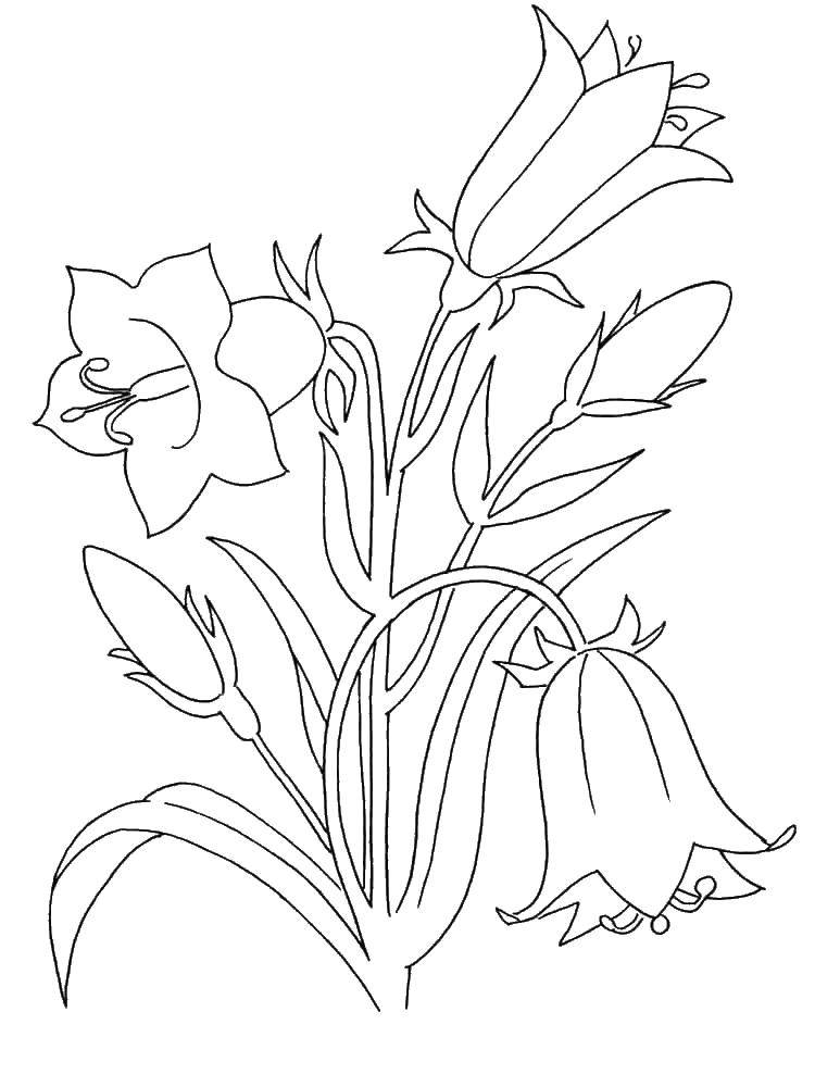 Название: Раскраска Колокольчик цветы. Категория: колокольчик. Теги: колокольчик, цветы.