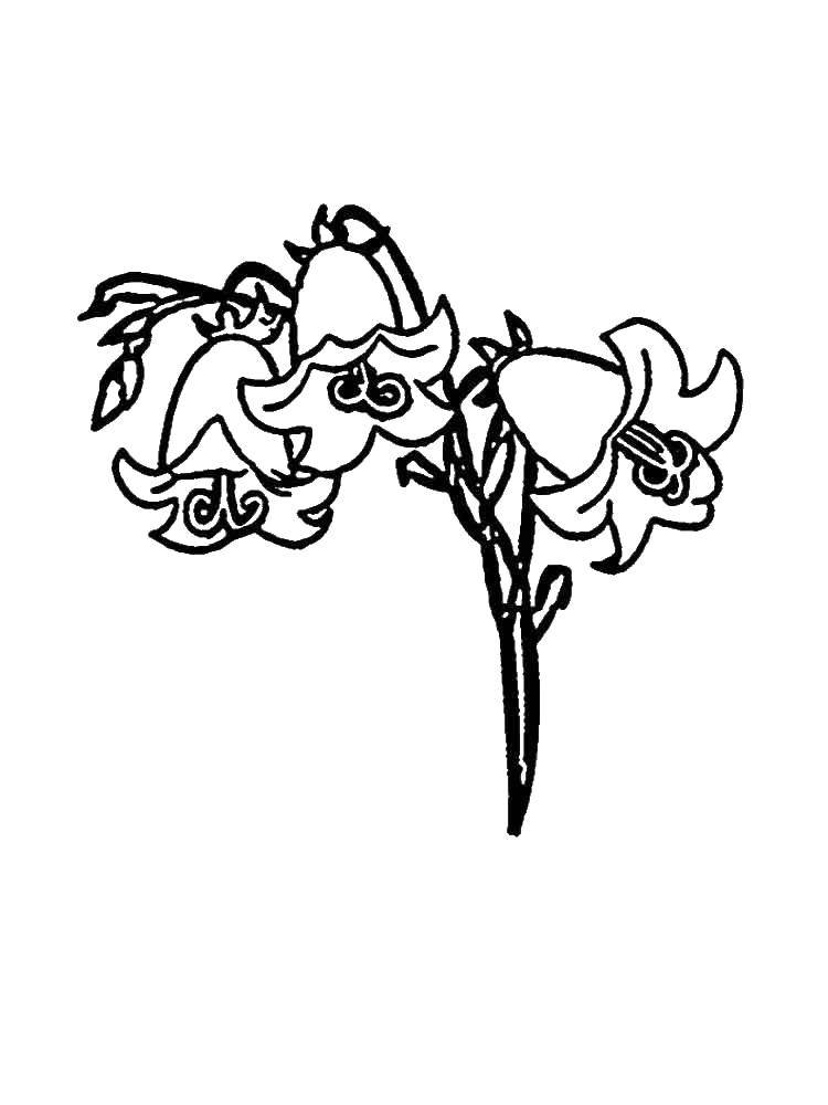 Название: Раскраска Колокольчик. Категория: цветы. Теги: колокольчик.
