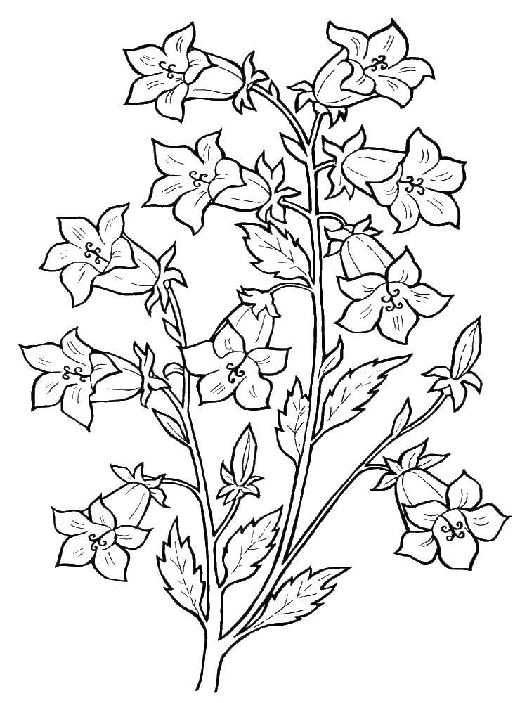 Coloring Bell. Category flowers. Tags:  the bell.
