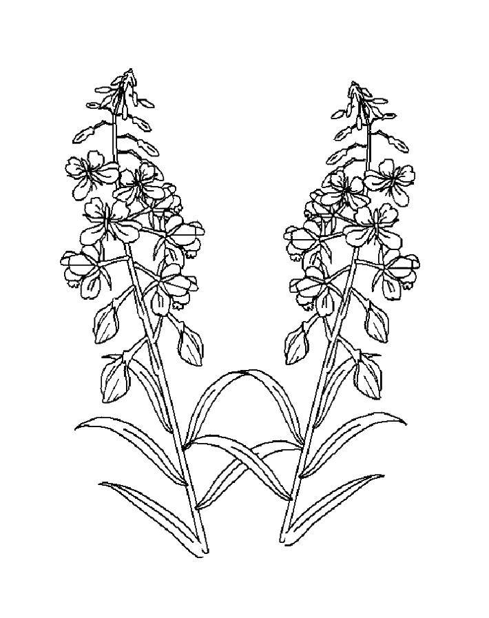 Coloring Bell. Category the bell. Tags:  the bell flowers.