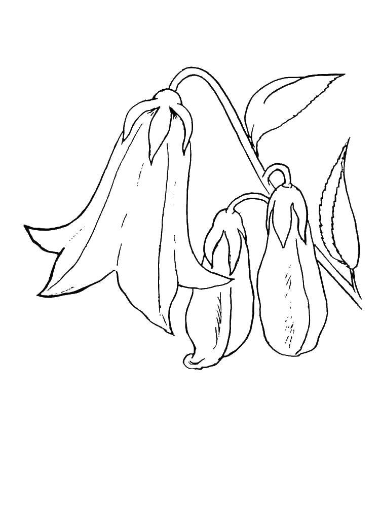 Coloring Lily. Category flowers. Tags:  Lily.