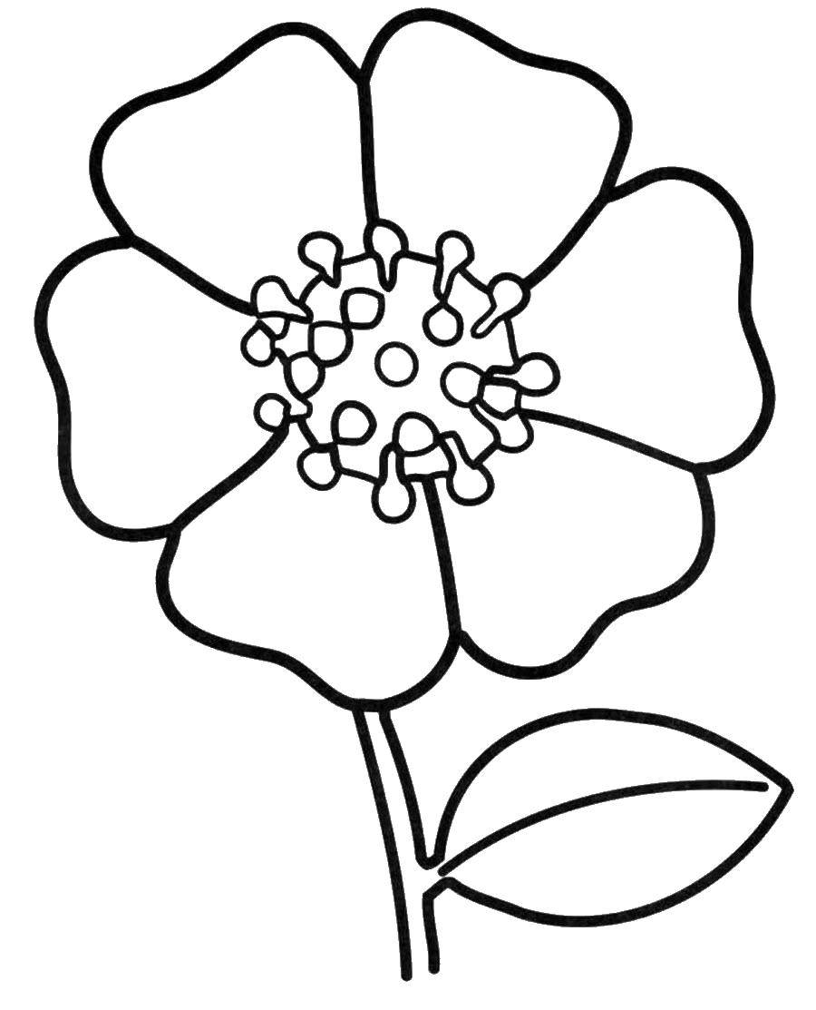 Coloring Mac. Category flowers. Tags:  Mac.