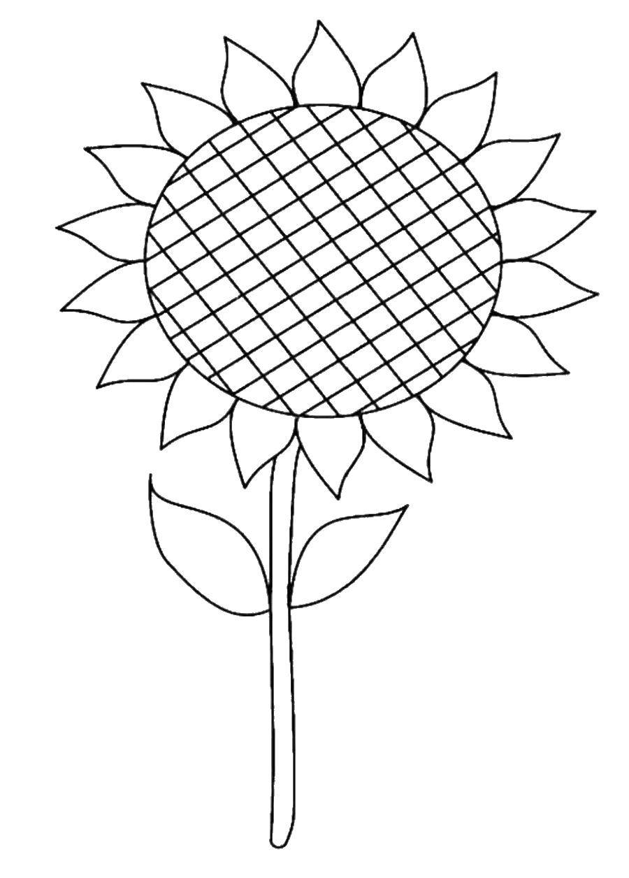 Coloring Sunflower. Category flowers. Tags:  sunflower.