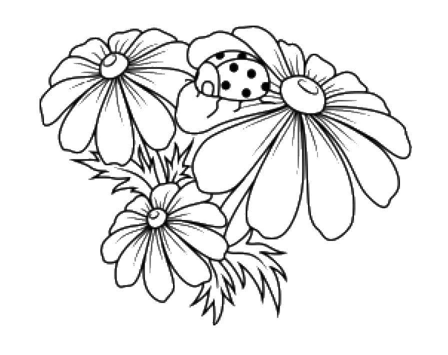Coloring Daisy. Category flowers. Tags:  chamomile flower.