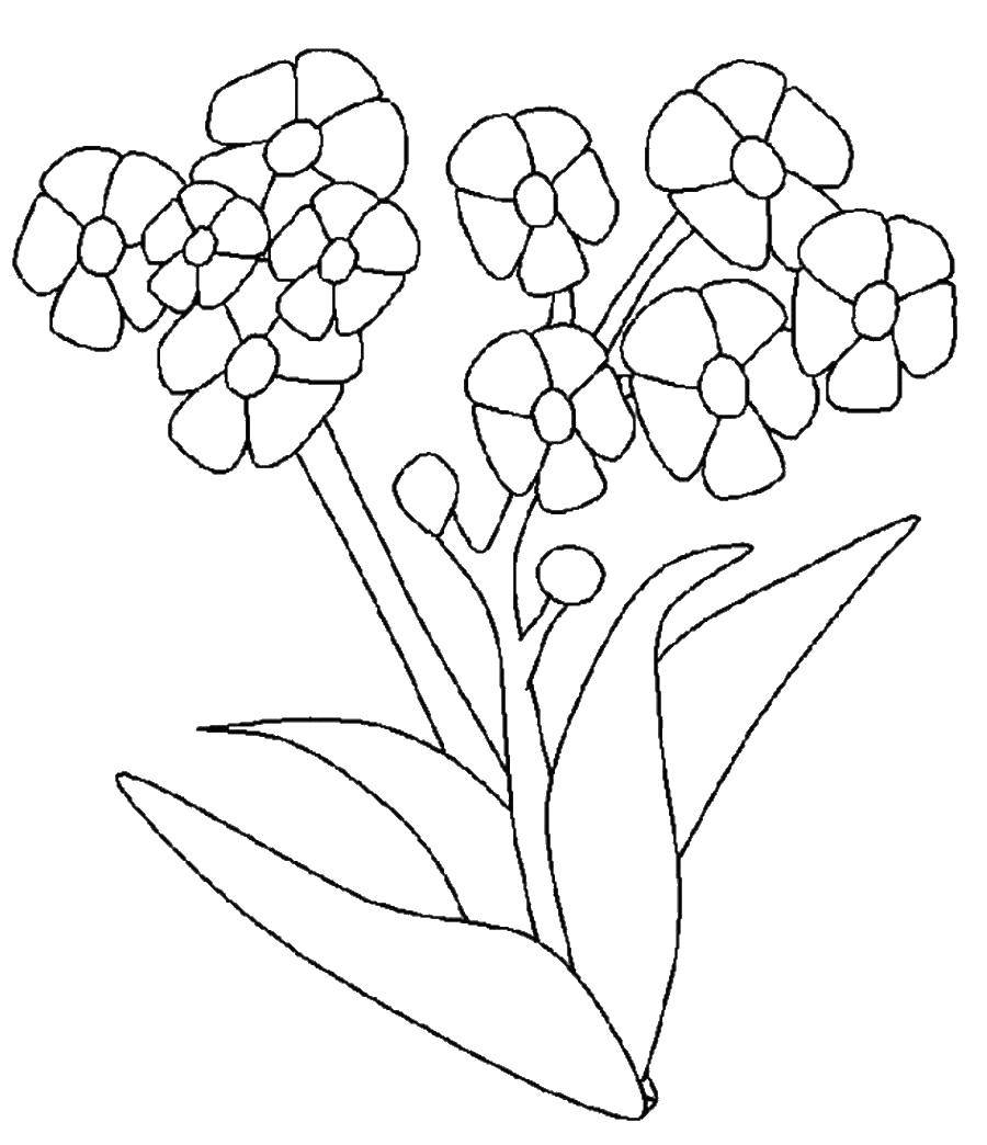 Coloring Chamomile. Category flowers. Tags:  chamomile.