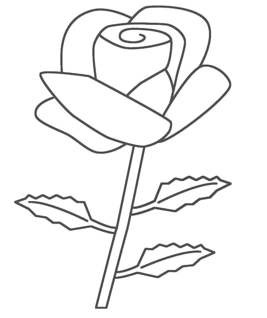 Название: Раскраска Роза. Категория: цветы. Теги: цветы, растения, лепестки, розы.