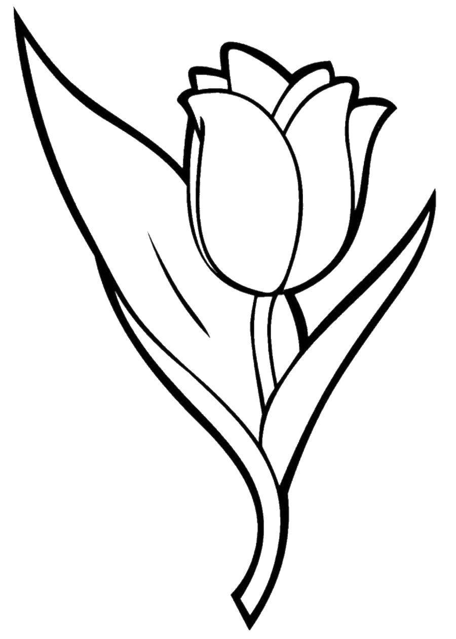 Coloring Tulip. Category flowers. Tags:  Tulip.
