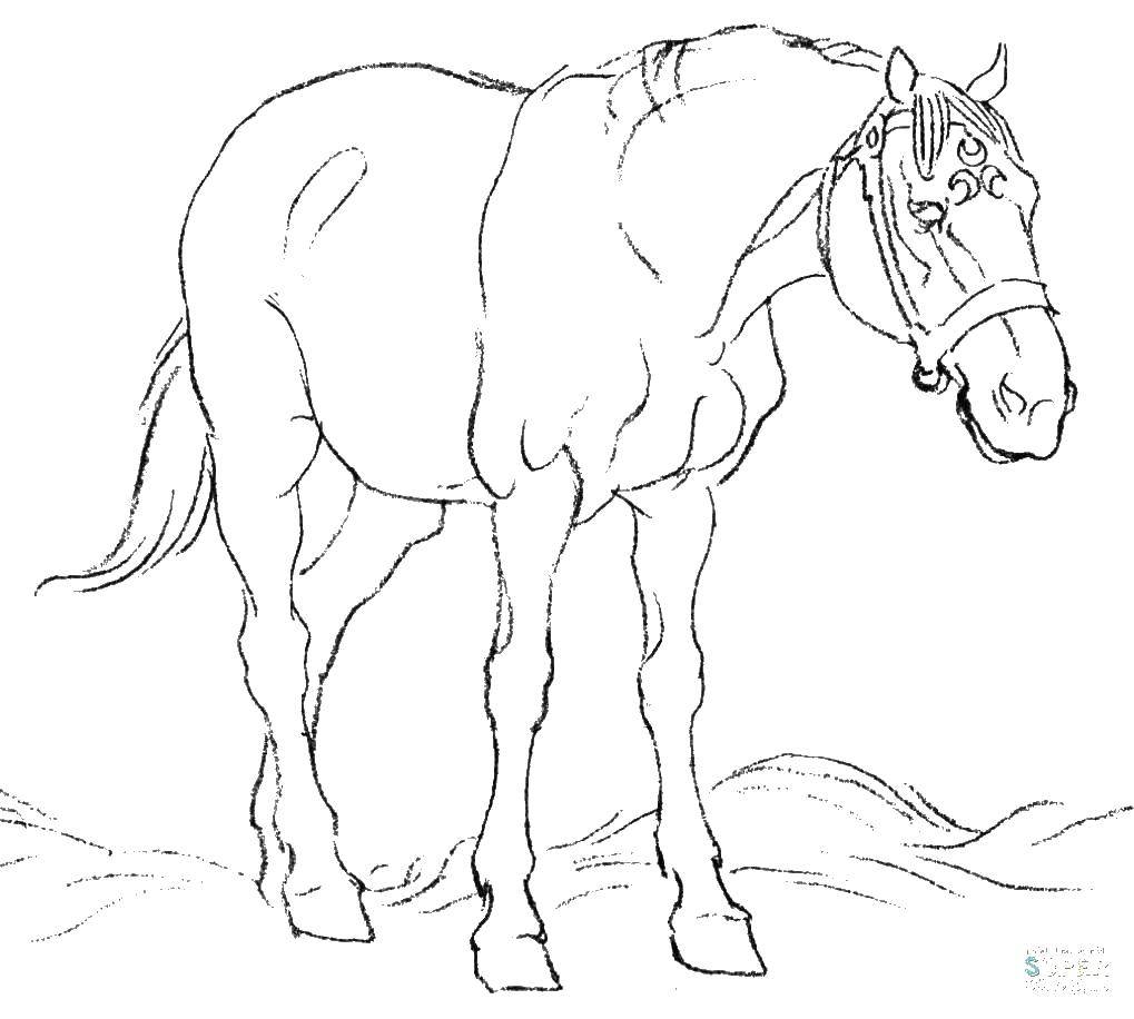 Название: Раскраска Лошадь. Категория: домашние животные. Теги: лошадь.