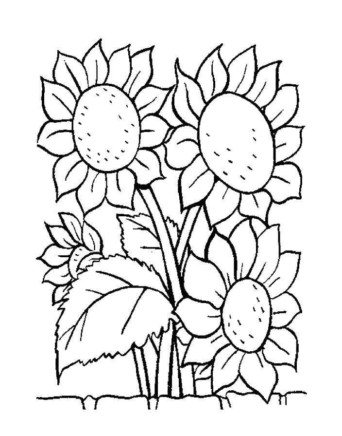 Coloring Sunflower. Category The plant. Tags:  sunflowers.