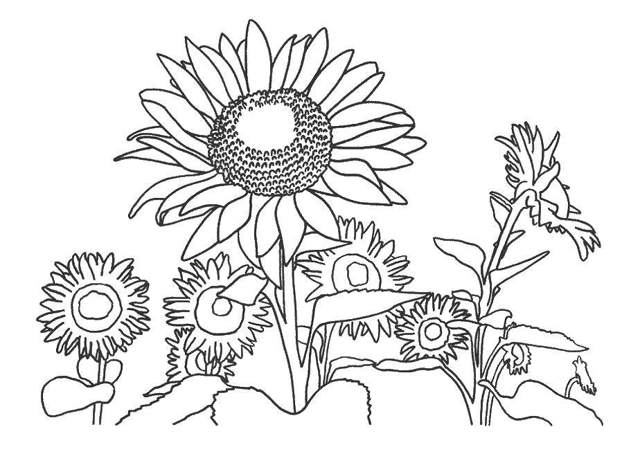 Название: Раскраска Поле с подсолнухами. Категория: цветы. Теги: подсолнух, цветы.