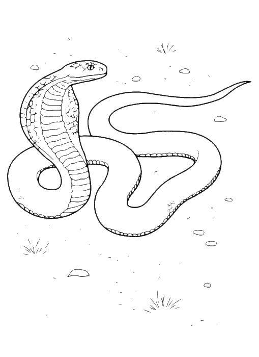 Название: Раскраска Кобра. Категория: змея. Теги: кобра.