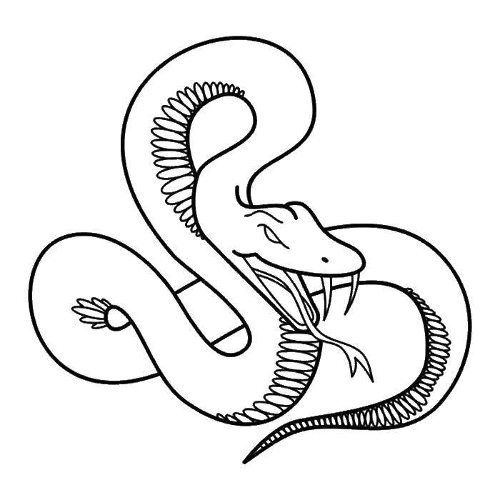 Название: Раскраска Кобра. Категория: змея. Теги: кобра.
