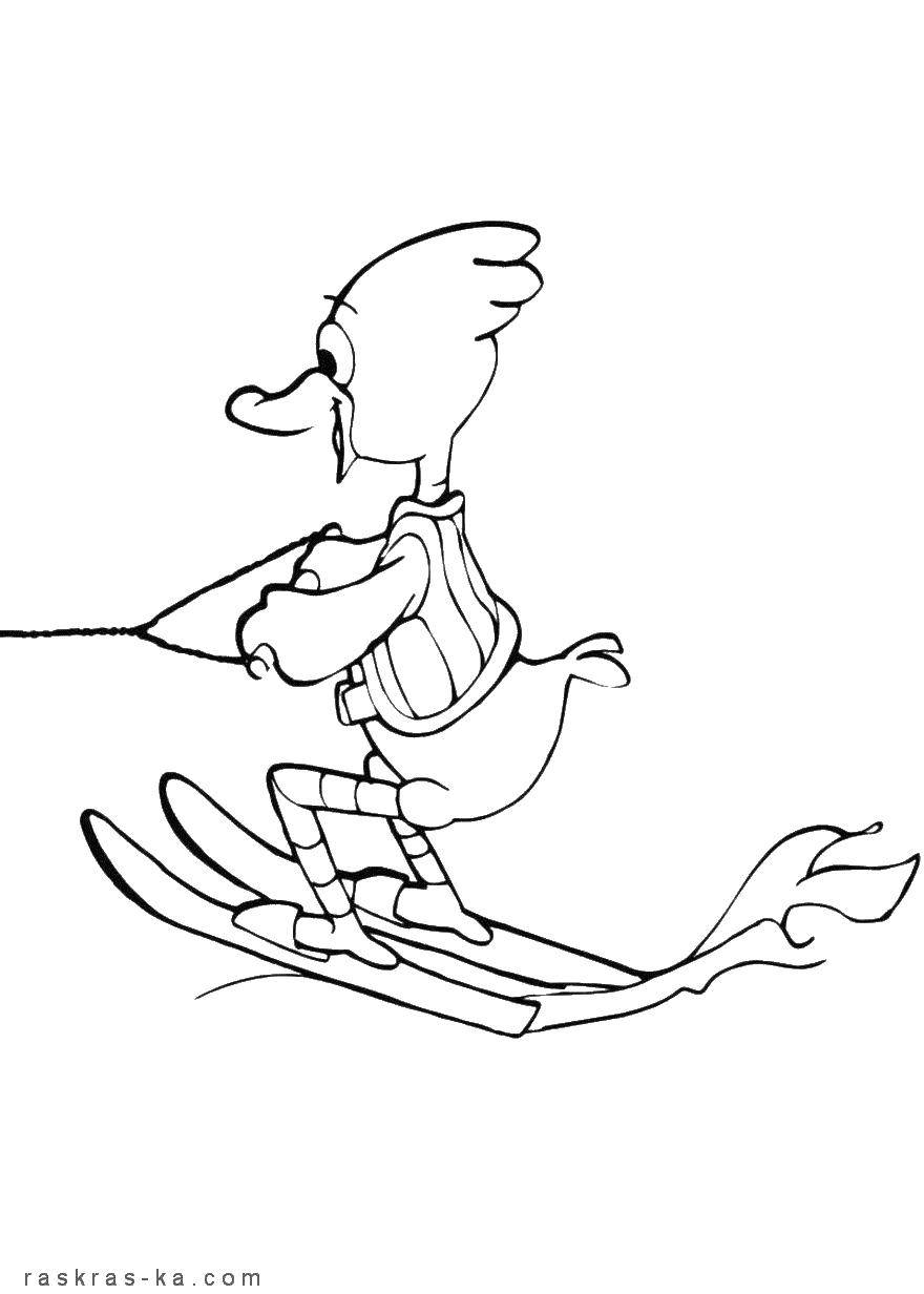 Coloring Skruch duck on skis. Category Cartoon character. Tags:  duck, ski.