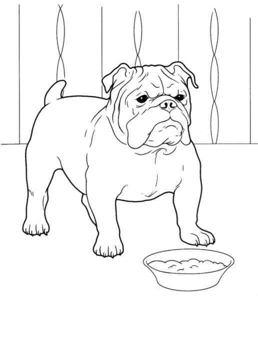 Название: Раскраска Собака с чашкой еды. Категория: домашние животные. Теги: собака, чашка.