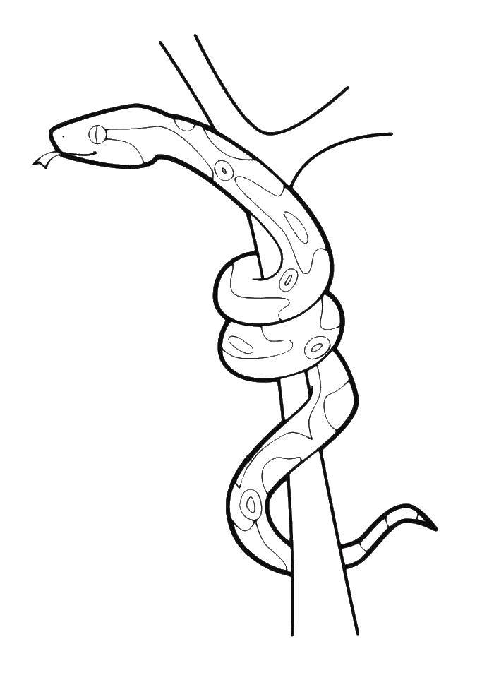 Coloring Snake on the tree. Category the snake. Tags:  snake, tree.