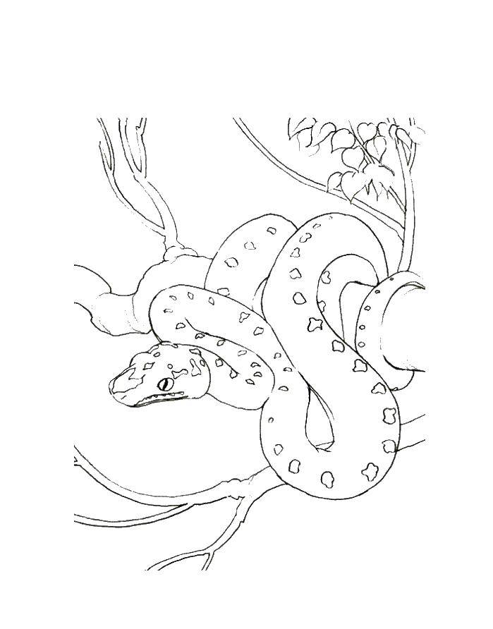 Название: Раскраска Кобра на дерево. Категория: змея. Теги: кобра, дерево.