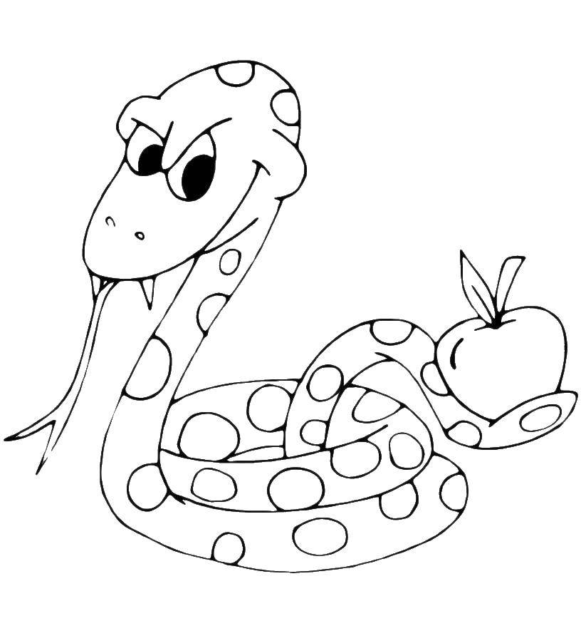 Название: Раскраска Кобра с яблокой. Категория: змея. Теги: яблоко, кобра.