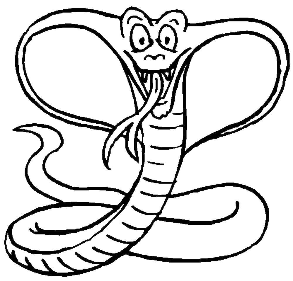 Название: Раскраска Кобра. Категория: змея. Теги: кобра, змея.