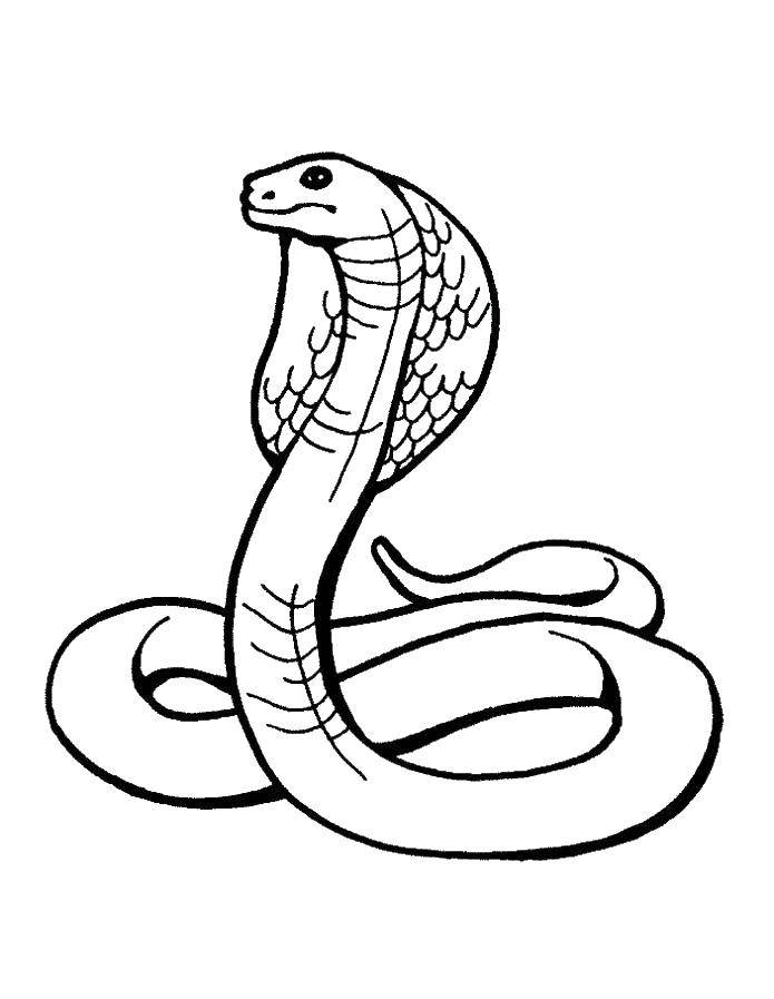 Coloring Cobra. Category the snake. Tags:  Cobra, snake.