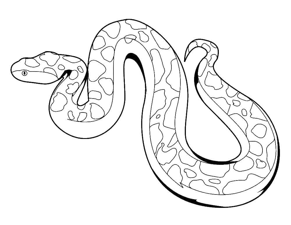 Название: Раскраска Змея. Категория: змея. Теги: змея.